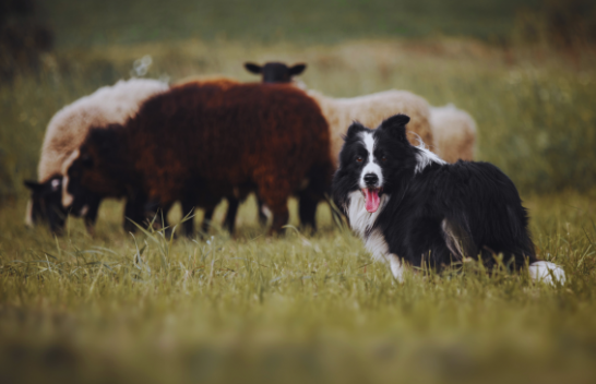 Një qen bari që kushton sa një veturë? Njihuni me racën Border Collie