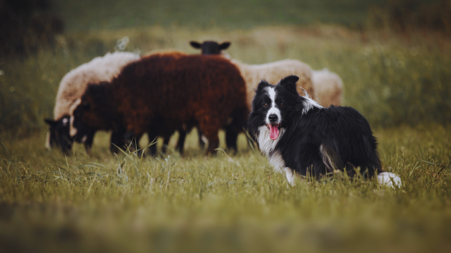 Një qen bari që kushton sa një veturë? Njihuni me racën Border Collie